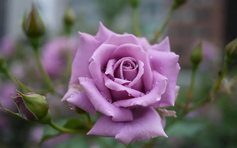 紫玫瑰花语：全世界只对你有感觉
